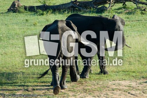 Afrikanischer Elefant (80 von 131).jpg